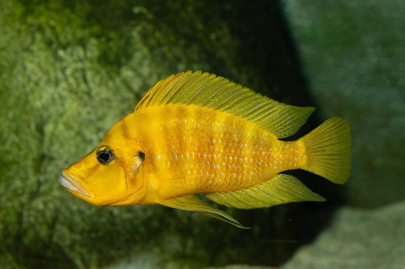 Altolamprologus compressiceps 'Rubumba'